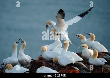 Nördliche Gannette (Sula bassana) nähert sich dem Nest, Helgoland-Insel, Schleswig-Holstein, Tierwelt, Deutschland Stockfoto