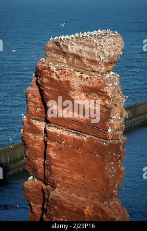 Brutkolonie der Nördlichen Gannette (Sula bassana) auf lange Anna, Insel Helgoland, Schleswig-Holstein, Tierwelt, Deutschland Stockfoto