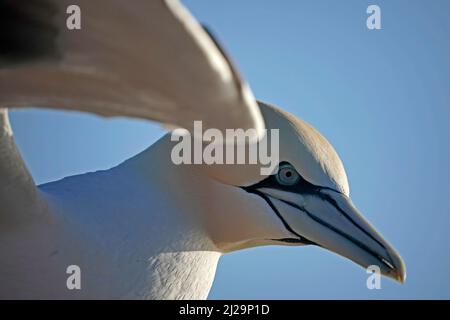 Nördliche Gannette (Sula bassana) Tierportrait im Flug, Helgoland-Insel, Schleswig-Holstein, Tierwelt, Deutschland Stockfoto