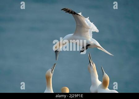 Nördliche Gannette (Sula bassana) nähert sich dem Nest, Helgoland-Insel, Schleswig-Holstein, Tierwelt, Deutschland Stockfoto