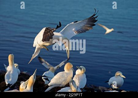 Nördliche Gannette (Sula bassana) nähert sich dem Nest, Helgoland-Insel, Schleswig-Holstein, Tierwelt, Deutschland Stockfoto