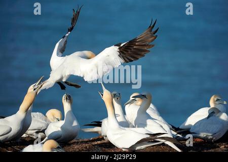 Nördliche Gannette (Sula bassana) nähert sich dem Nest, Helgoland-Insel, Schleswig-Holstein, Tierwelt, Deutschland Stockfoto