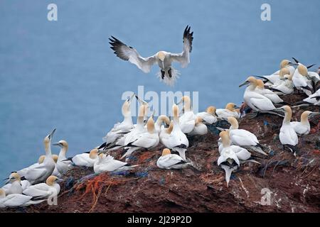 Nördliche Gannette (Sula bassana) nähert sich dem Nest, Helgoland-Insel, Schleswig-Holstein, Tierwelt, Deutschland Stockfoto