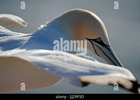 Nördliche Gannette (Sula bassana) Tierportrait im Flug, Helgoland-Insel, Schleswig-Holstein, Tierwelt, Deutschland Stockfoto