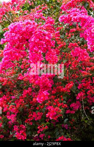 Nahaufnahme der schönen blühenden Bougainvillea im Garten Stockfoto