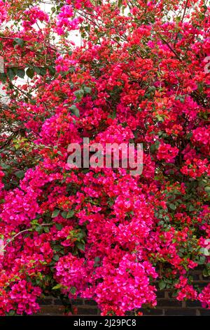 Nahaufnahme der schönen blühenden Bougainvillea im Garten Stockfoto
