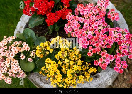 Kalanchoe Topfpflanzen in vier Farben aus rotem, gelbem und weißem Pulver, die im Garten angebaut werden Stockfoto