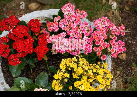 Kalanchoe Topfpflanzen in vier Farben aus rotem, gelbem und weißem Pulver, die im Garten angebaut werden Stockfoto