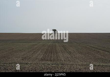 Einsamer Baum auf einem Feld auf der Insel Poel, Mecklenburg-Vorpommern, Deutschland Stockfoto