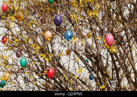 Bunte Ostereier hängen von Forsythia-Zweigen, Goldgloeckchen, Deutschland Stockfoto