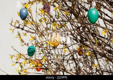 Bunte Ostereier hängen von Forsythia-Zweigen, Goldgloeckchen, Deutschland Stockfoto