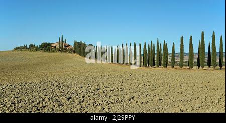 Poggio Covili Anwesen mit Zypresse (Cupressus) Zypressenallee in trockener Landschaft im Sommer, Castiglione dOrcia, Val dOrcia, Provinz Siena, Toskana Stockfoto