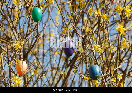 Bunte Ostereier hängen von Forsythia-Zweigen, Goldgloeckchen, Deutschland Stockfoto