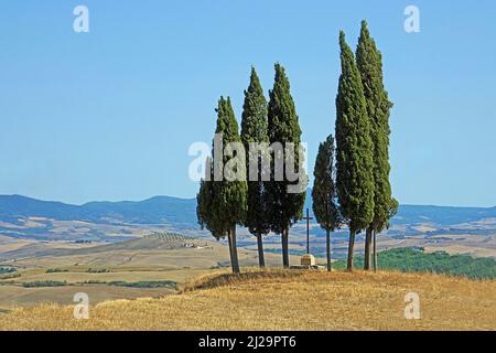 Cypress (Cupressus)-Gruppe in geerntetem Getreidefeld, San Quirico dOrcia, Val dOrcia, Provinz Siena, Toskana, Italien Stockfoto