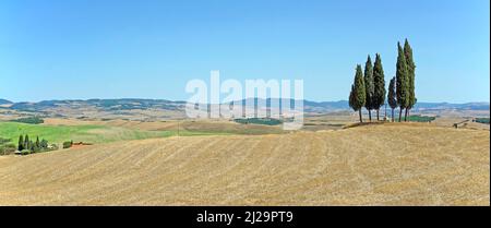 Cypress (Cupressus)-Gruppe in geerntetem Getreidefeld, San Quirico dOrcia, Val dOrcia, Provinz Siena, Toskana, Italien Stockfoto