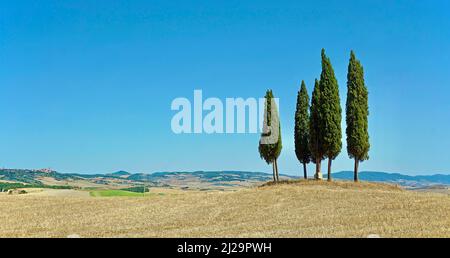 Cypress (Cupressus)-Gruppe in geerntetem Getreidefeld, San Quirico dOrcia, Val dOrcia, Provinz Siena, Toskana, Italien Stockfoto