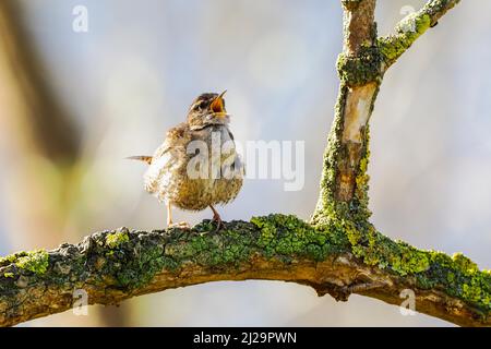 Eurasischer Zaunkönig (Troglodytes troglodytes), der auf dem Ast steht, zwitschert, singt, Hessen, Deutschland Stockfoto