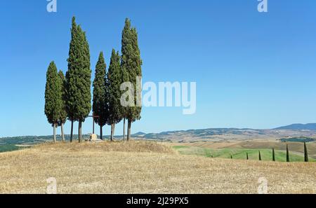 Cypress (Cupressus)-Gruppe in geerntetem Getreidefeld, San Quirico dOrcia, Val dOrcia, Provinz Siena, Toskana, Italien Stockfoto