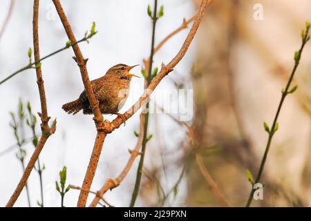 Eurasischer Zaunkönig (Troglodytes troglodytes), der auf dem Ast steht, zwitschert, singt, Hessen, Deutschland Stockfoto