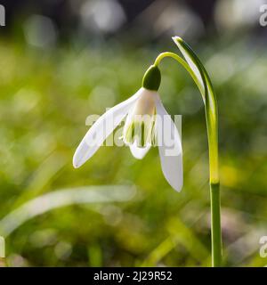 Schneeglöckchen (Galanthus) in Blüte, Sachsen, Deutschland Stockfoto