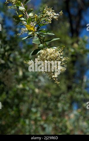 Schlehdorn (Bursaria Spinosa) hat einen sehr angenehmen Duft - wenn die Blüten vollständig geöffnet sind. Baluk Willam Flora Reserve in Belgrave South, Victoria. Stockfoto