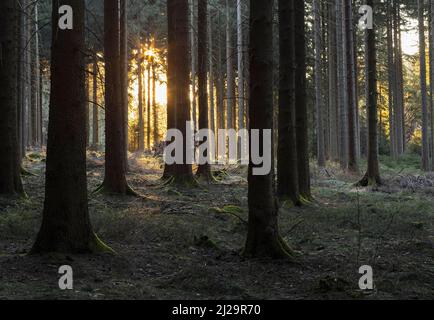 Sonne scheint im Wald, Geyerscher Wald, Mittelerz, Sachsen, Deutschland Stockfoto