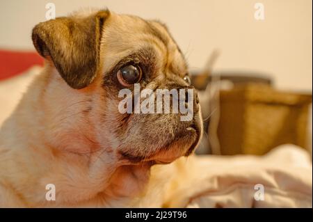 Porträt eines blinden Moorhundes (Canis lupus familiaris) mit hellem Fell und Floppohren, Hannover, Niedersachsen, Deutschland Stockfoto