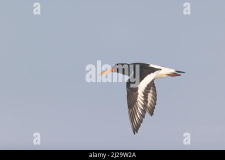 Eurasischer Austernfischer Haematopus ostralegus, Erwachsener ruft im Flug, Suffolk, England, März Stockfoto