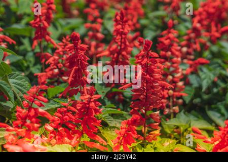 BANNER Real Abstract Natur Foto Hintergrund. ROTE Salvia splendens krautige Staude. Makro schließen Bedding Kanten Blume Pflanze. Blütenstand Blütenblatt Stockfoto