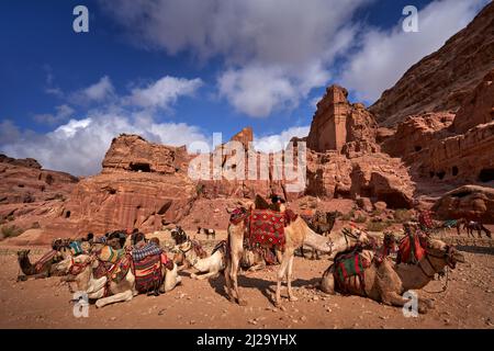 Kamel in Petra, Jordanien. Große Tiere roten Stein Felsen. Treasury Al-Khazneh, Steinfelsen historische Sehenswürdigkeit in Petra. Kamel Reise Jordanien, Arabien Urlaub. Ston Stockfoto