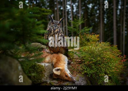 Eule mit rotem Fuchskadaver. Adlereule mit Gebetsfänge, Weitwinkelobjektiv mit Waldlebensraum. Vogelverhalten in der Natur. Eule mit orangefarbenem Auge. Vogel aus Stockfoto