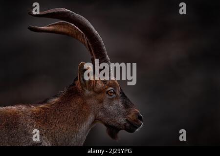 Iberischer Steinbock, Capra pyrenaica, Wildziege im Naturgebiet, Naturschutzgebiet El Torcal de Antequera in Andalusien, Spanien. Spanisches Steinbock-Porträt auf Th Stockfoto