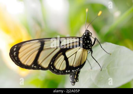 Methona confusa, Riesenglasflügel, Schmetterling sitzt auf der grünen verlassen in der Natur Lebensraum, Ecuador transparenten Glas Schmetterling mit gelben Blume, Stockfoto