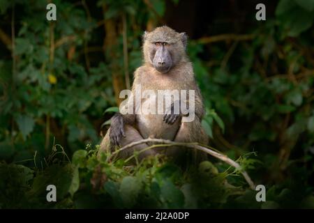 Olive Pavian, Papio anubis, in der grünen Vegetation, Kibale Forest in Uganda, Afrika. Anubis Pavianaffen im Naturlebensraum. Reisen Sie in Uganda. Stockfoto