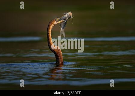 Vogelfangverhalten. Afrikanischer Darter, Anhinga rufa, manchmal auch Schlangenvögel genannt, mit Raubwelsen. Vögel schwimmen im Wasser, Marchison Fall NP in Ug Stockfoto