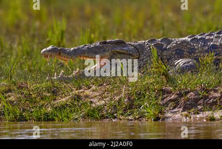 Krokodil mit schönem Abendlicht. Nilkrokodil, Crocodylus niloticus, mit offener Schnauze, am Flussufer, Okavango-Delta, Moremi, Botswana. W Stockfoto