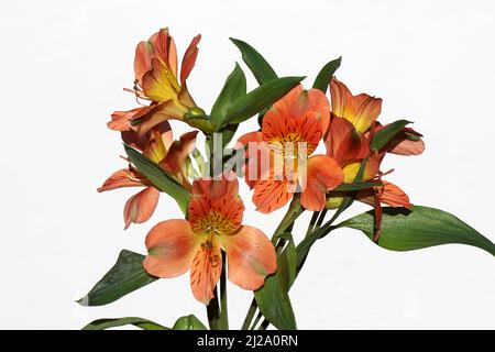 Nahaufnahme von orangegelben Blüten der peruanischen Lilie, Lilie der Inkas (Alstroemeria). Isoliert auf weißem Hintergrund. Niederlande. Stockfoto