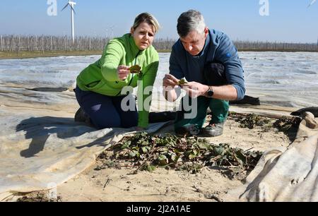 23. März 2022, Sachsen, Ablass, Mügeln: In den Erdbeerfeldern der Obstland AG im Raum Ablass/Mügeln prüfen Territorial Manager Marco Wolf von Wolffersdorff (r) und Mitarbeiter Sandy Ronniger Erdbeerpflanzen der Sorte 'Rumba' auf die Entwicklungsstufe und bestehende Triebe. Nach der Winterruhe mit Fleecebedeckung wurden nun einige der Pflanzen für einige Wochen zusätzlich für eine frühe Ernte mit Folienplanen vorbereitet. Fünf verschiedene Erdbeersorten reifen auf 9,5 Hektar im sächsischen Anbaugebiet, die dann in den Monaten Mai bis Juli geerntet werden. Foto: Waltraud G Stockfoto