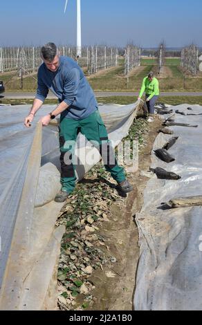 23. März 2022, Sachsen, Ablass, Mügeln: In den Erdbeerfeldern der Obstland AG im Raum Ablass/Mügeln prüfen Territorial Manager Marco Wolf von Wolffersdorff (l) und Mitarbeiter Sandy Ronniger Erdbeerpflanzen der Sorte 'Rumba' auf die Entwicklungsstufe und bestehende Triebe. Nach der Winterruhe mit Fleecebedeckung wurden nun einige der Pflanzen für einige Wochen zusätzlich für eine frühe Ernte mit Folienplanen vorbereitet. Fünf verschiedene Erdbeersorten reifen auf 9,5 Hektar im sächsischen Anbaugebiet, die dann in den Monaten Mai bis Juli geerntet werden. Foto: Waltraud G Stockfoto