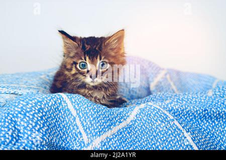 Die süßeste Kitty von allen. Studioaufnahme eines entzückenden tabby Kätzchens, das auf einer weichen Decke sitzt. Stockfoto