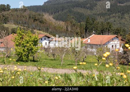 Ländliche Nachbarschaft in vizcaya mit typischen Bauernhäusern des baskenlandes Stockfoto