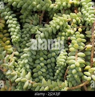 Sedum morganianum, Eselschwanz oder Burro-Schwanz.Arten der blühenden Pflanze in der Familie Crassulaceae.Eingeborenen in Südmexiko.Sukkulente mehrjährige Herstellung hängenden Stielen.fleischige blau-grüne Blätter.Terminal rosa bis roten Blüten im Sommer. Stockfoto