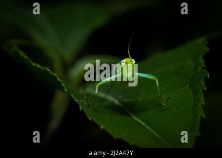 Grüne Katydid oder Buschkricket auf einem Blatt. Insekten aus Mittelamerika, Costa Rica. Stockfoto