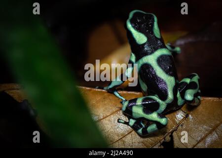 Farbmuster auf der Rückseite eines grünen und schwarzen Dart Frosches (Dendrobates auratus), fotografiert im Unterholz eines tropischen Regenwaldes. Stockfoto