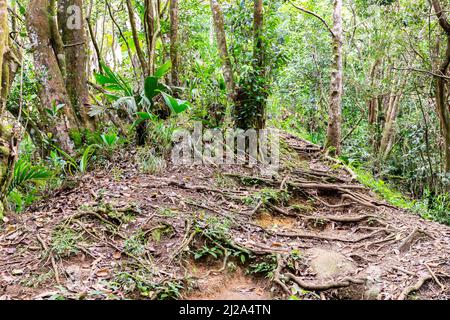 Morne Blanc Naturwanderweg mit schmalen Pfad durch üppigen tropischen Wald mit Wurzeln Netzwerk bedeckt, im Morne Seychelles National Park, Mahe. Stockfoto
