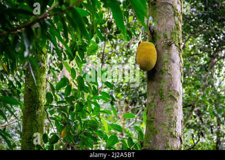 Einzelne Jackfrucht-Früchte (Artocarpus heterophyllus) wachsen auf einem Baum auf der Insel Mahe, Seychellen. Stockfoto