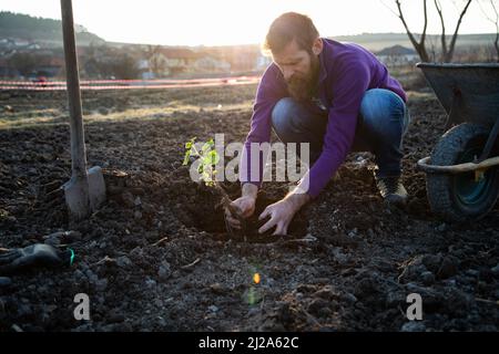 Pflanzen eines Baumes im Frühling neues Lebenskonzept Stockfoto