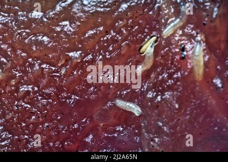 Eier und Fliegenlarven (Pinkie) auf Fleisch. Larve verwendet Eiter oder zersetzende Gewebe als Nahrung; gleichzeitig werden gesunde Zellen zerstört. Parasitäre Erkrankungen. Gr Stockfoto