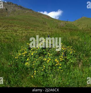 Heller Blumenvorhang auf dem Hintergrund der grünen Wiese. Podium auf Basis von Cinquefoil (Potentilla caucasica). Parcella Wiese Gemeinschaft von Pflanzen AMO Stockfoto