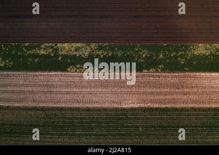 Geschädigter Weizenkeimling im Feld aufgrund von Winterfrost, Luftaufnahme von Drohne pov Stockfoto